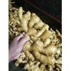 大黃姜，小黃姜，二黃姜產地直銷