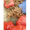 大量供應(yīng)龍口小黃姜