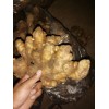 大量小黃姜，價格便宜，保證質量