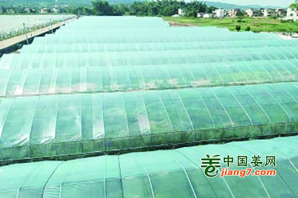 深圳河源：蔬菜產(chǎn)業(yè)助力村民脫貧致富 ()