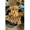 大量小黃姜保證質量