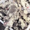 本人大量供應大姜，姜母