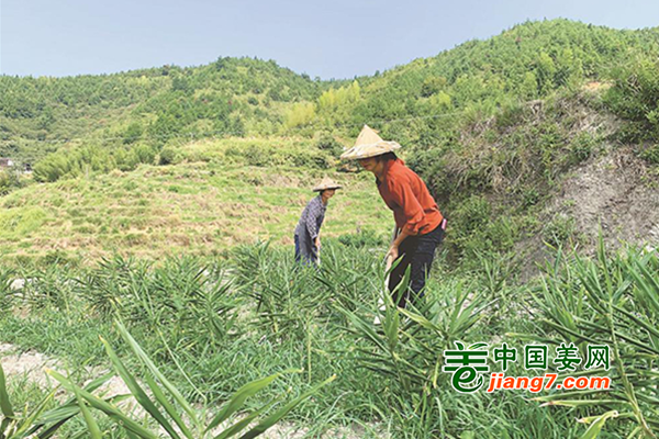 泉州德化：“姜”產(chǎn)業(yè)進行到底 ()