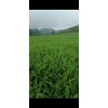 二黃姜