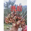 本人有大量小黃姜供應，求購