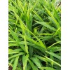 大量供應高山小黃姜