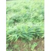 大量供貨需要預定