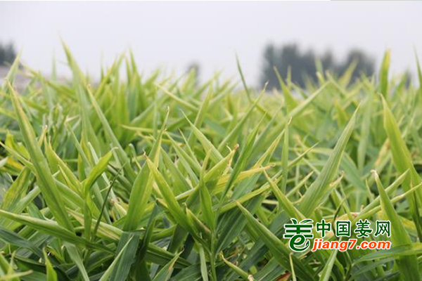 平度：新姜收獲季將至，姜農(nóng)籌備忙 ()