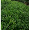 大量供應(yīng)小黃姜，姜母