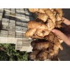 山東老姜，大姜，小黃姜，鮮姜，大量上市