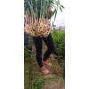 本人大量供應湖南汝城縣小黃姜