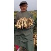 河北安平優質新茬地生姜