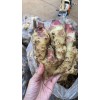 精品鮮姜，大量貨源