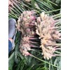 10萬斤優(yōu)質(zhì)小黃姜