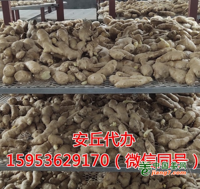 馬艷帥風干姜03