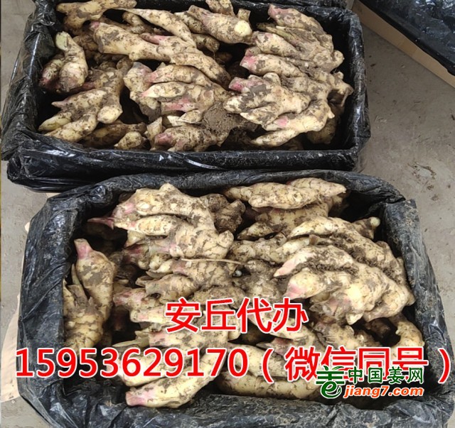 馬艷帥泥姜00