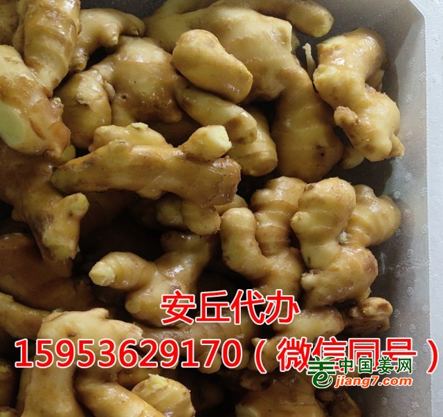 馬艷帥水洗姜01