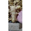 生姜產(chǎn)地姜母直售，