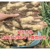 優質泥姜大量供應