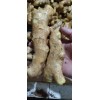 出售100噸精品姜母，，質(zhì)量保證