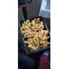 常年供應窖藏優(yōu)質(zhì)大黃姜、小黃姜產(chǎn)地一手貨源批發(fā)價格