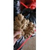 大量生姜，質量保證價格便宜