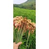 逸鄉(xiāng)拾里公司楊榮波代辦生姜菜姜統(tǒng)姜洗姜多年代辦經(jīng)驗(yàn)
