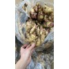 大量供應姜母子