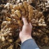 大量鮮姜老姜姜母，需要的聯(lián)系