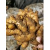 生姜產(chǎn)地質(zhì)量保證