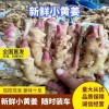 產地直銷各種生姜姜母大量貨源