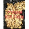 大量供應窖藏優質大黃姜小黃姜