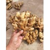 大量出售窖藏大黃姜小黃姜產地批發價格