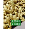 28號窖藏大黃姜小黃姜產地批發價格