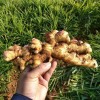 30號窖藏大黃姜小黃姜產地一手貨源