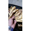 生姜產(chǎn)地，大量批發(fā)價(jià)格便宜