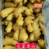 大量供應優質大黃姜小黃姜