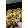 大量優質生姜質量保證