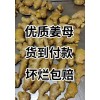 常年大量供應(yīng)姜母