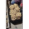 沂水縣小黃姜