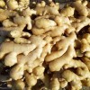 大量供應撫寧新姜 泥姜 水洗姜