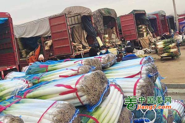 大蔥供應(yīng)地轉(zhuǎn)移 后期價(jià)格有下行趨勢(shì) ()