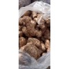大量出售姜母子