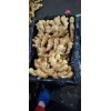 出售窖藏大黃姜小黃姜二黃姜