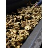山東生姜產(chǎn)地批發(fā)直銷.貨源充足
