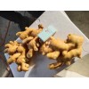 常年供應窖藏優質大黃姜小黃姜產地一手貨源