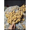 產(chǎn)地直銷，大黃姜，小黃姜