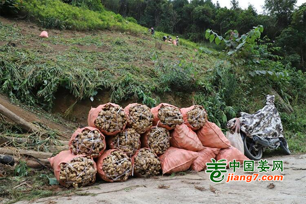 廣西田林：小生姜助力產(chǎn)業(yè)脫貧 ()