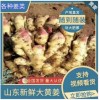 大量優(yōu)質(zhì)生姜，產(chǎn)地直銷價(jià)格便宜