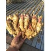 大量供應沂水生姜，歡迎采購